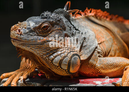 Portrait of seriously looking orange iguana sitting on the wooden background in Bali, Indonesia Stock Photo