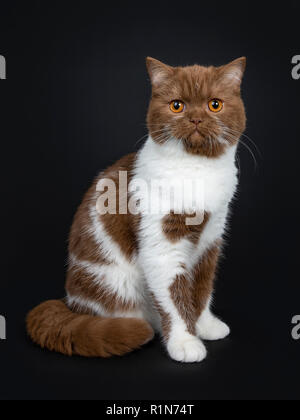Beautiful cinnamon with white British Shorthair cat kitten sitting half side ways with tail around body and looking straight at lens with orange eyes. Stock Photo