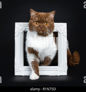 Beautiful cinnamon with white British Shorthair cat kitten standing through a white photo frame and looking straight at camera with orange eyes. Isola Stock Photo