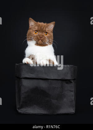 Beautiful cinnamon with white British Shorthair cat kitten sitting in a black paper bag witha one paw on edge of bag and looking beside camera with or Stock Photo