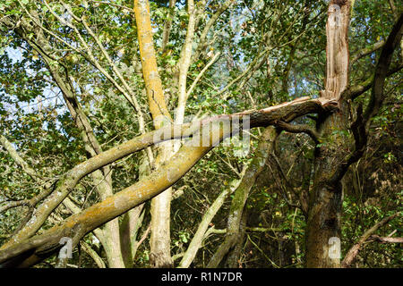 Storm-damaged Trees in Nottinghamshire woodlands after Autumn gales. Stock Photo