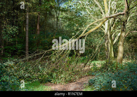Storm-damaged Trees in Nottinghamshire woodlands after Autumn gales. Stock Photo