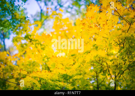 Colorful autumn foliage. Trees and yellow, orange leaves. Relaxing nature background, seasonal Stock Photo