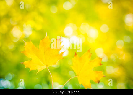 Beautiful leaves in autumn forest on blurred bokeh background. Fall, seasonal photo, colors of autumn Stock Photo