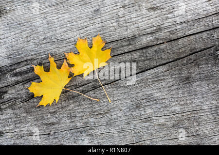 Autumn wooden background with maple leaves. Perfect autumn background Stock Photo