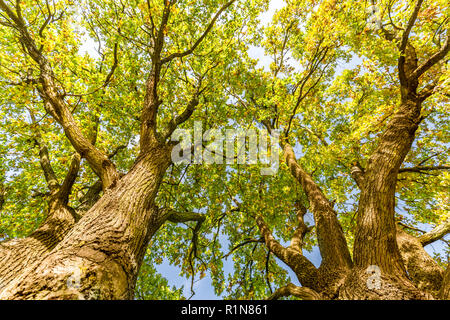 Sun rays shining through tree, nature background. Calming and relaxing nature background, green leaves Stock Photo