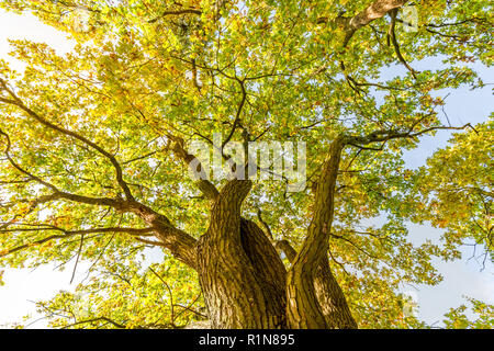 Sun rays shining through tree, nature background. Calming and relaxing nature background, green leaves Stock Photo