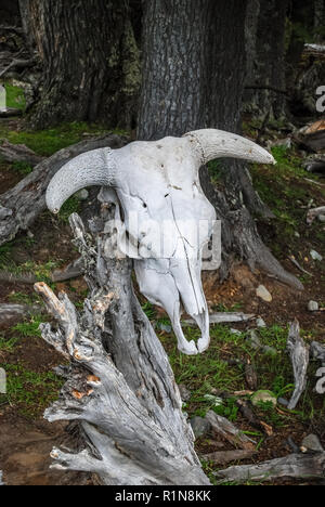 Cow skull near the Perito Moreno Glacier in Argentina Stock Photo