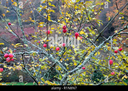 Red crabapples growing on a crabapple tree with branches covered in lichen in November in rural Wales UK  KATHY DEWITT