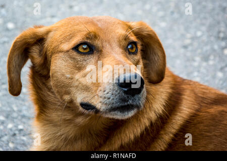 Cute street dog with sad eyes is looking at the distance, expecting for love Stock Photo