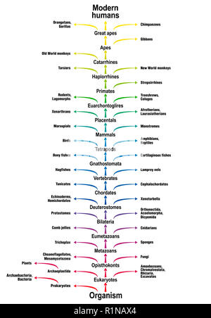 Tree of life of all living beings. Phylogenetic tree of biological science with trunk (orders/suborders) and branches (related life forms). Classifica Stock Photo