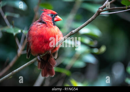 Male red Cardinal perching on evergreen branch with holly berries and
