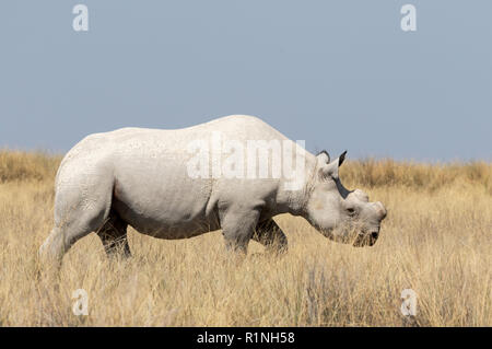 White Rhino Africa ( Ceratotherium simum ); dehorned for conservation, view, one adult  walking in Etosha national park, Namibia Africa Stock Photo