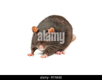 Grey hot sale pet rat