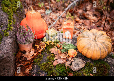 Autumn composition with orange pumpkins, candle lanterns, heather flower, apples, in forest outdoors in autumn day. Stock Photo