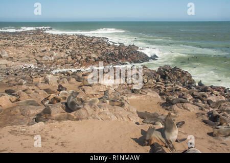 Colony of cape fur seals, Arctocephalus pusillus, in Namibia