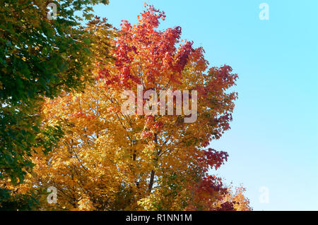 the tops of yellowed trees, red and yellow leaves on the trees Stock Photo