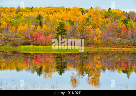 Autumn colour in a birch, aspen, maple mixed hardwood woodland reflected in the Vermilion River, Greater Sudbury Walden, Ontario, Canada