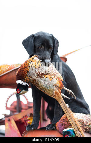 A Black Lab with a rooster pheasant in South Dakota on an October day Stock Photo