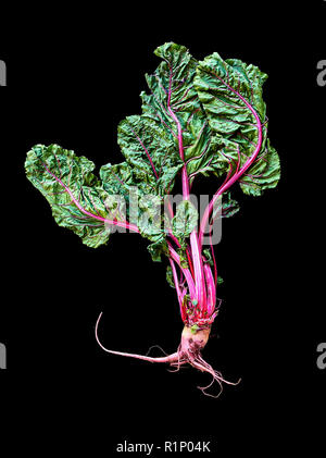 A Beet plant isolated over a black background. Stock Photo