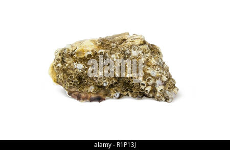 Sea shell on a white background isolated Stock Photo