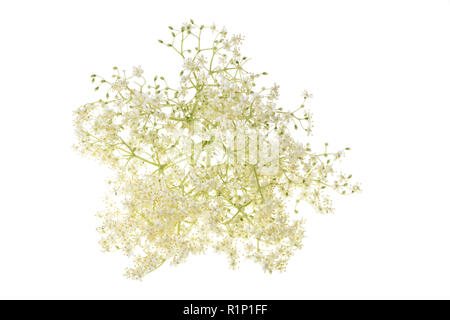 Fresh elderflower blossoms isolated on a white background Stock Photo