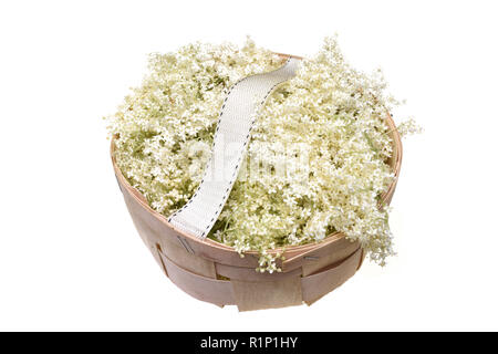 Elderflower blossoms on wooden basket isolated on a white background Stock Photo