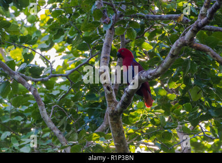 A male Eclectus Parrot (Eclectus roratus) perched on a tree. Waigeo Island, Raja Ampat, Indonesia. Stock Photo