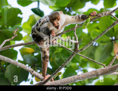 A Waigeo Spotted Cuscus (Spilocuscus papuensis) is a marsupial endemic to Waigeo Island, Raja Ampat, Indonesia. Stock Photo