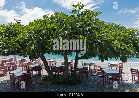 Tables and chairs at the beach in a shade of a big fig tree at Panormos bay, Skopelos island, north Aegean, Greece Stock Photo