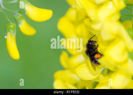 Early Bumblebee (Bombus pratorum) adult worker feeding on Laburnum (Laburnum anagyroides) flowers in a garden. Powys, Wales. May. Stock Photo