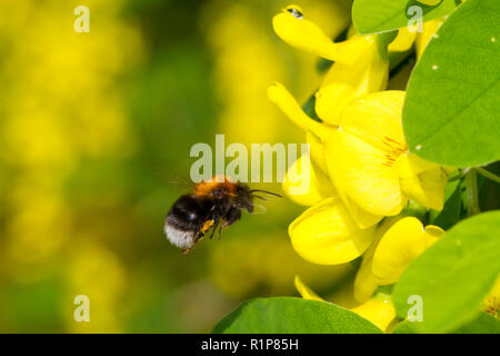 Tree Bumblebee (Bombus hypnorum) adult worker feeding on Laburnum (Laburnum anagyroides) in a garden. Powys, Wales. May. Stock Photo