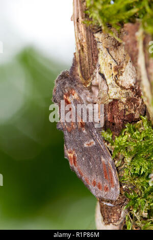 Iron Prominent (Notodonta dromedarius) adult moth resting on the trunk of an oak tree. Powys, Wales. June. Stock Photo