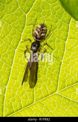 Zebra jumping spider (Salticus scenicus) feeding on a Caddis fly on a leaf. Powys, Wales. June. Stock Photo