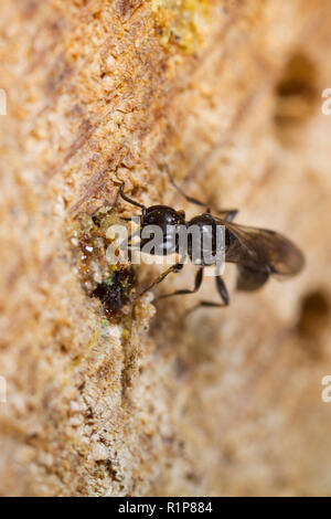 Aphid-hunting solitary wasp (Passaloecus sp.) adult female sealing the entrance to her nest with tree resin. Powys, Wales. June. Stock Photo