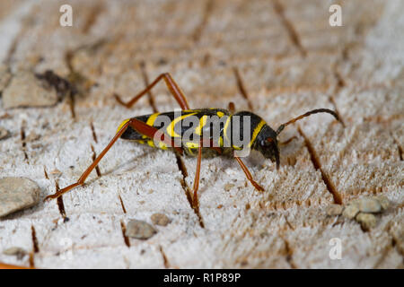 Wasp beetle (Clytus arietis) adult on a tree stump. Powys, Wales. June. Stock Photo