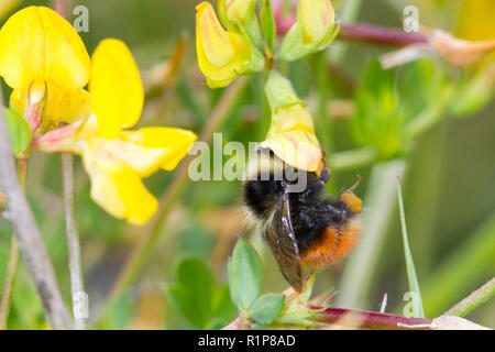 Bilberry bumblebee (Bombus monticola) adult worker feeding on Bird's-foot Trefoil. Powys, Wales. June. Stock Photo