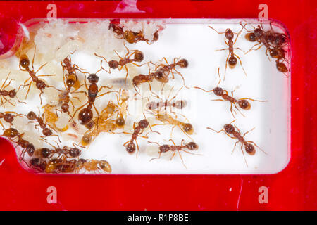 Red Ant (Myrmica rubra) colony in an acrylic ant nest. Workers and Queen  with various stages of brood from eggs, and larvae to pupae. Wales, UK. Stock Photo