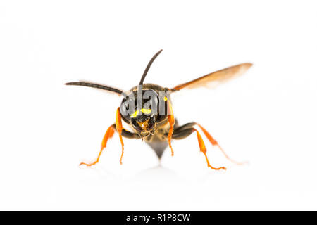 Field Digger wasp (Argogorytes mystaceus) adult female. Live insect photographed  on a white background. Powys, Wales. June. Stock Photo