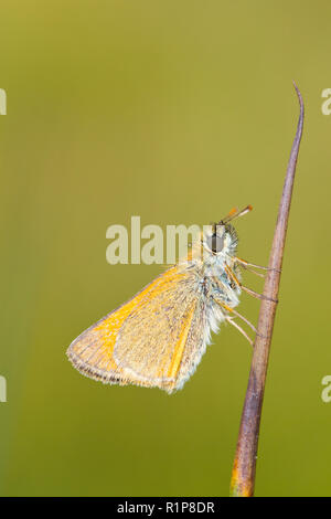 Small Skipper (Thymelicus sylvestris0 adult butterfly roosting on a rush stalk. Powys, Wales. July. Stock Photo