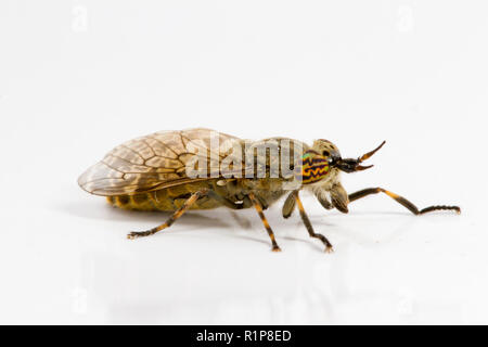Notch-horned Cleg or Horsefly (Haematopota pluvialis) adult female ...