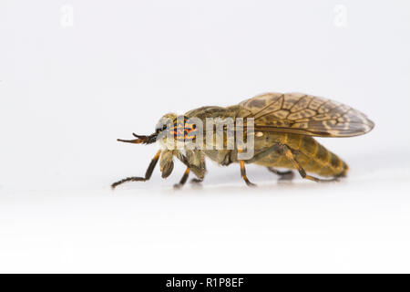 Notch-horned Cleg or Horsefly (Haematopota pluvialis) adult female photographed against a white background. Powys, Wales. July. Stock Photo