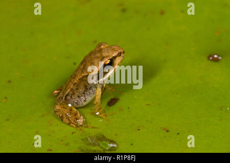 Common frog (Rana temporaria) froglet emerging from a pond. Powys, Wales. July. Stock Photo