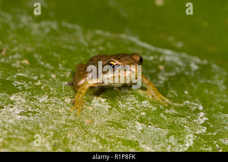 Common frog (Rana temporaria) froglet emerging from a pond. Powys, Wales. July. Stock Photo