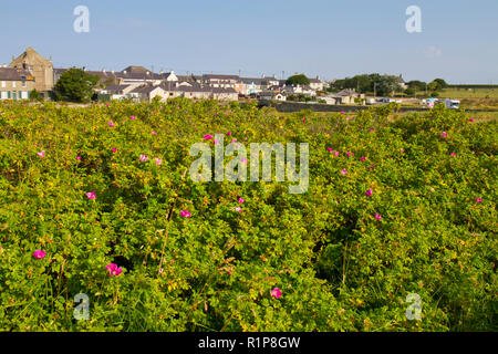 Japanese Rose (Rosa rugosa) flowering. Invasive alien species naturalised on dand dunes. Tywyn Aberffraw, Anglesey, Wales. July. Stock Photo