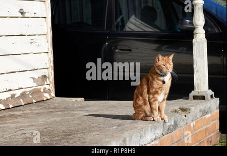 Red ginger tabby cat sitting on a concrete porch of weathered house with a black car in the background. Stock Photo