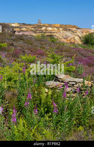 Bell heather (Erica cinerea) flowering on heathland at Parys Mountain copper mine, Amlwch, Anglsey, Wales. July.