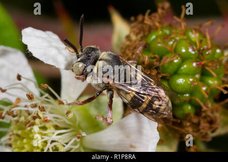 Red-thighed Epeolus bee (Epeolus cruciger) adult male feeding on a bramble flower. Shropshire, England. July.