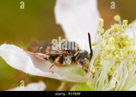 Red-thighed Epeolus (Epeolus cruciger) adult bee feeding on a bramble flower. Shropshire, England. July.