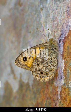 Wall (Lasiommata megera) adult butterfly resting on a rock face. Powys, Wales. August. Stock Photo